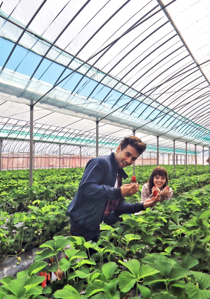 Yuhoen Fruits Land