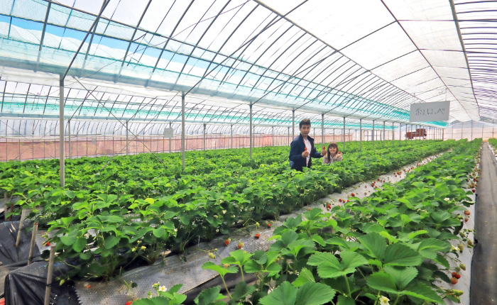Sie können so viele Erdbeeren der Sorten 'Benihoppe' und 'Hinoshizuku' essen, wie Sie wollen! Oder nehmen Sie Erdbeeren mit nach Hause. Eintritt für Schüler ab der Mittelstufe 100 Yen, Grundschüler kostenfrei.