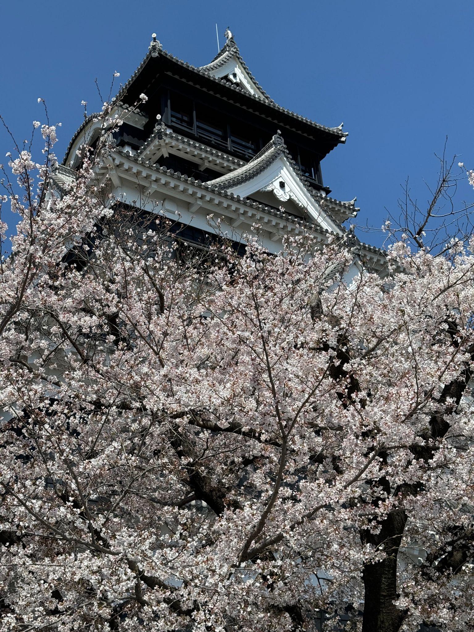 桜と天守閣