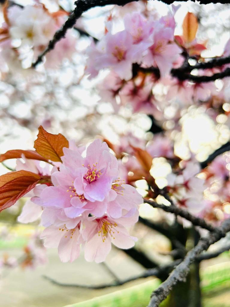 桜